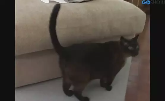 Barefoot Brunette Strokes and Tugs from Behind